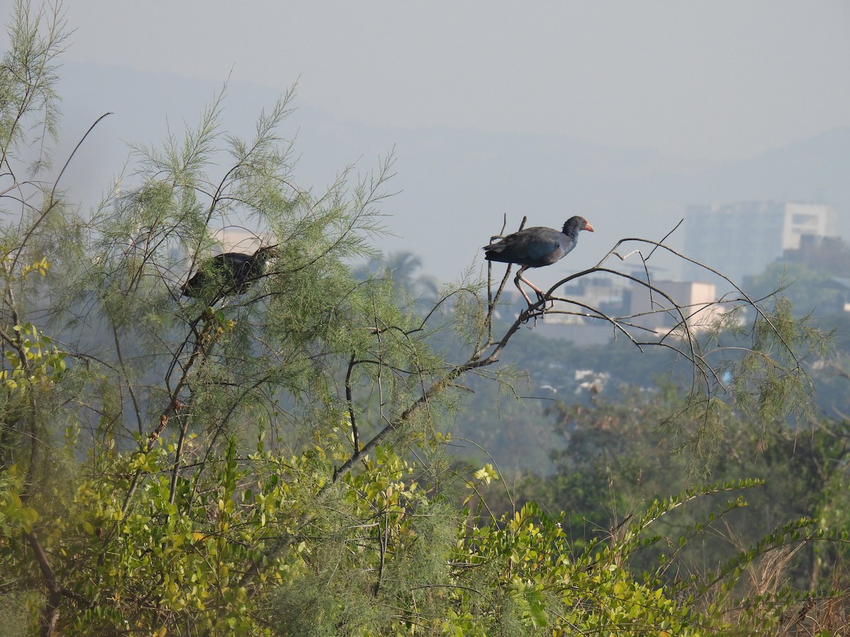 Uroilo urdin burugrisa - ML647026913