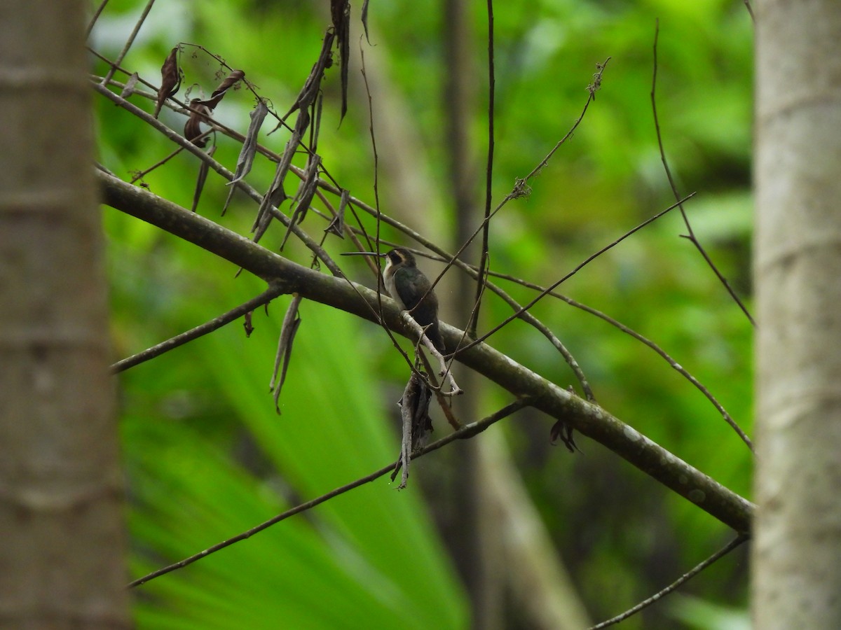 Pale-bellied Hermit - ML647026919
