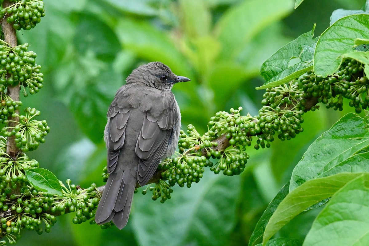 Black-billed Thrush - ML647026921