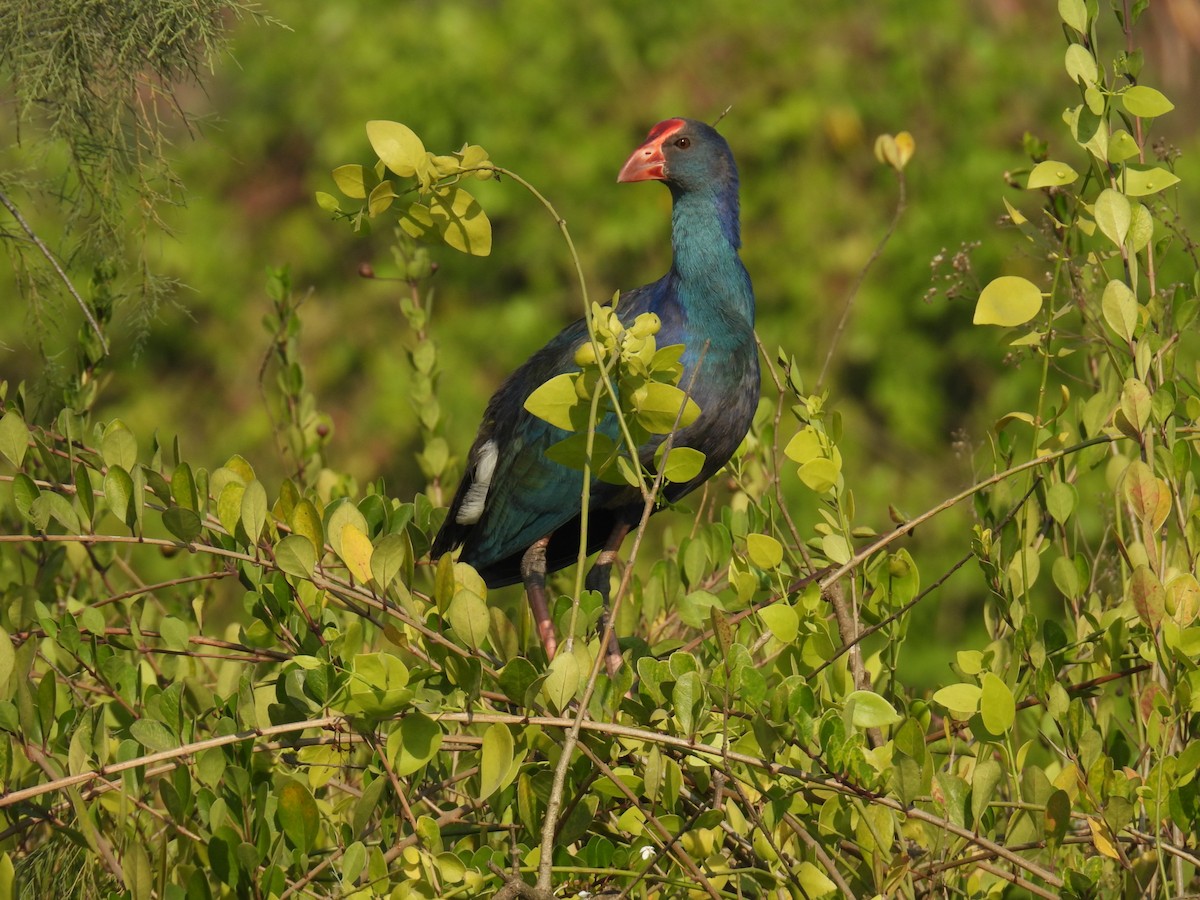 Uroilo urdin burugrisa - ML647026925