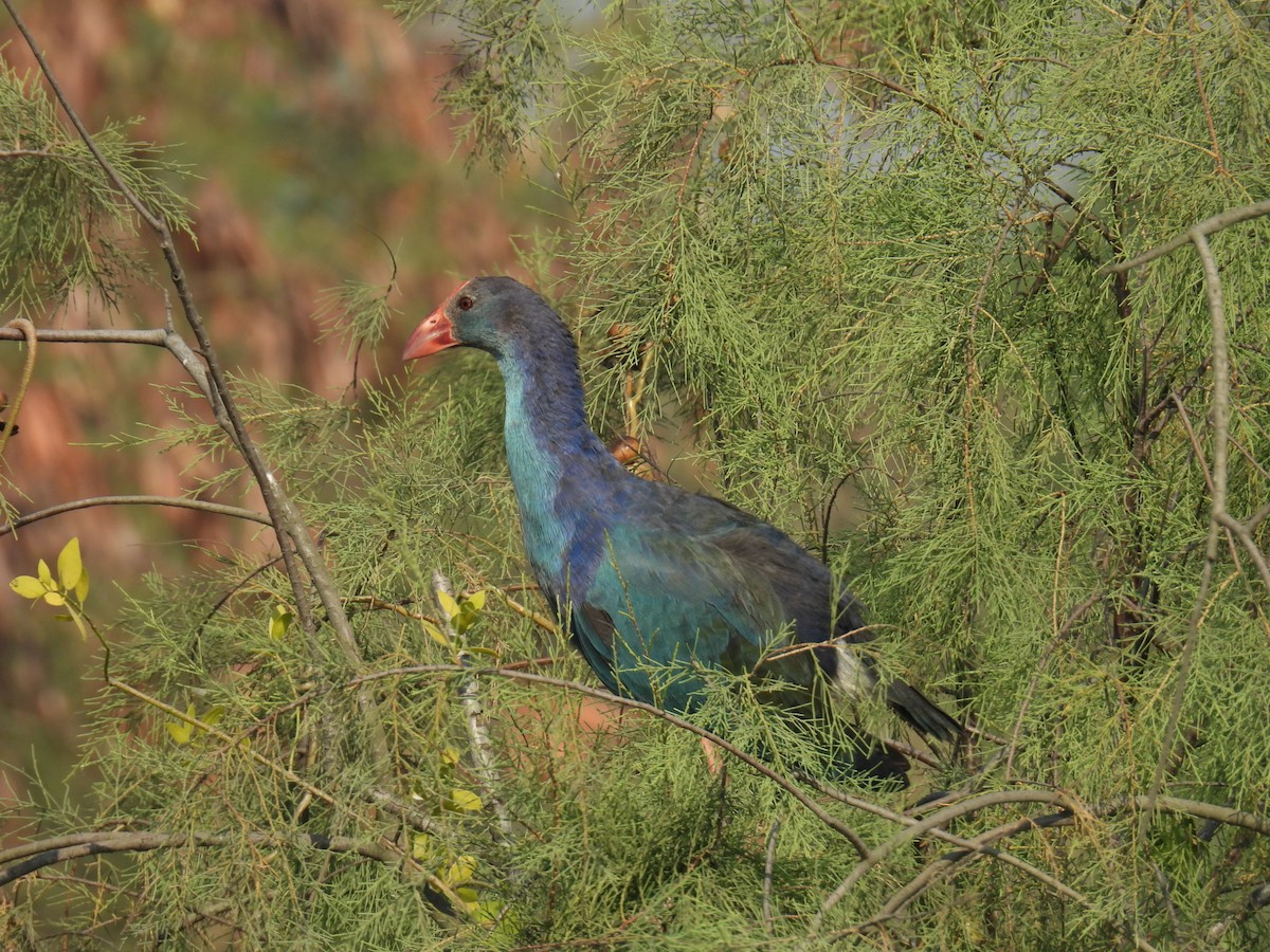 Uroilo urdin burugrisa - ML647026926