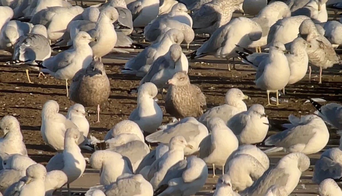 gull sp. - ML647026929