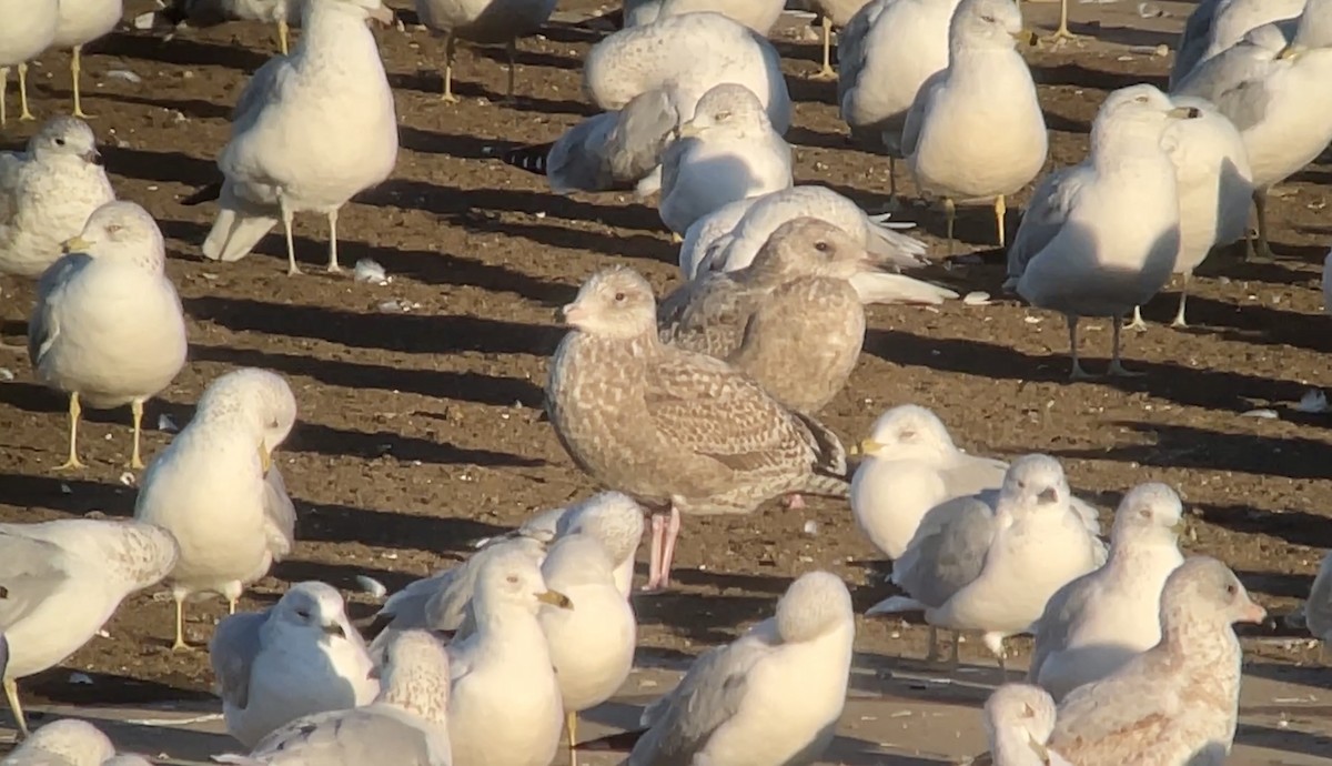 gull sp. - ML647026930