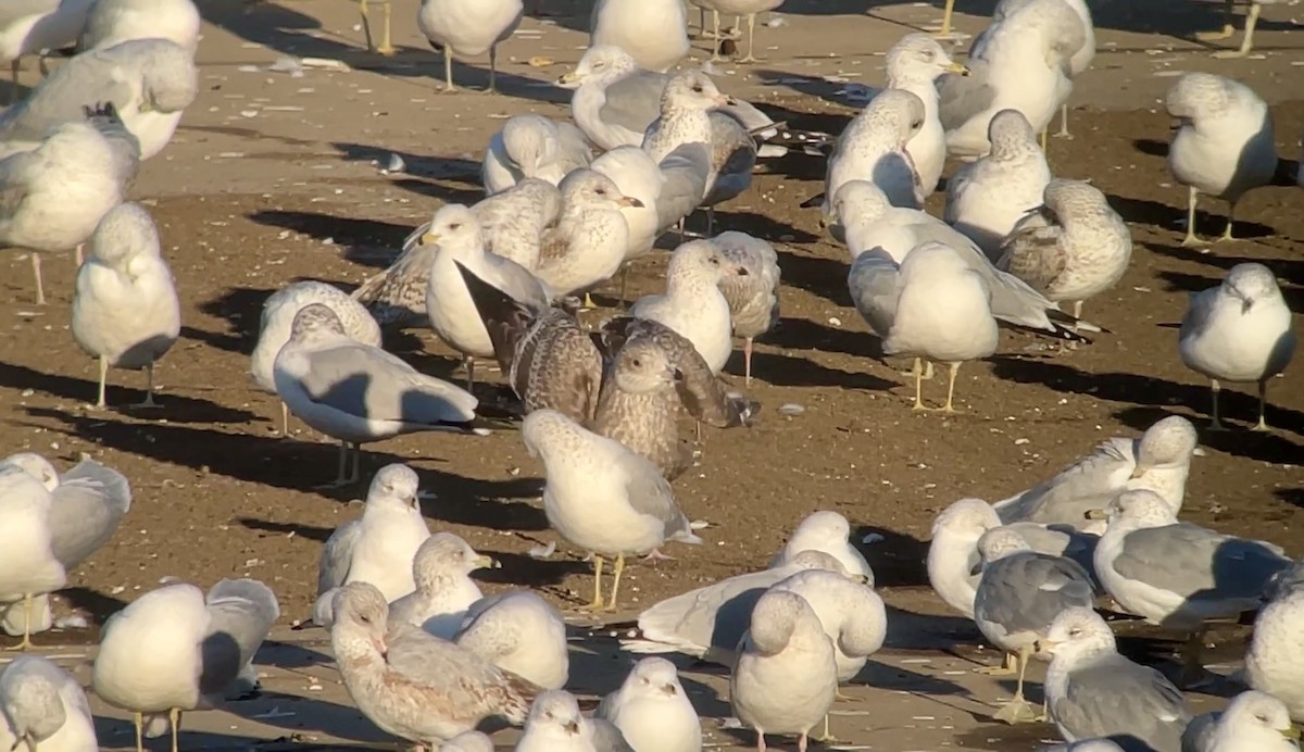 gull sp. - ML647026931