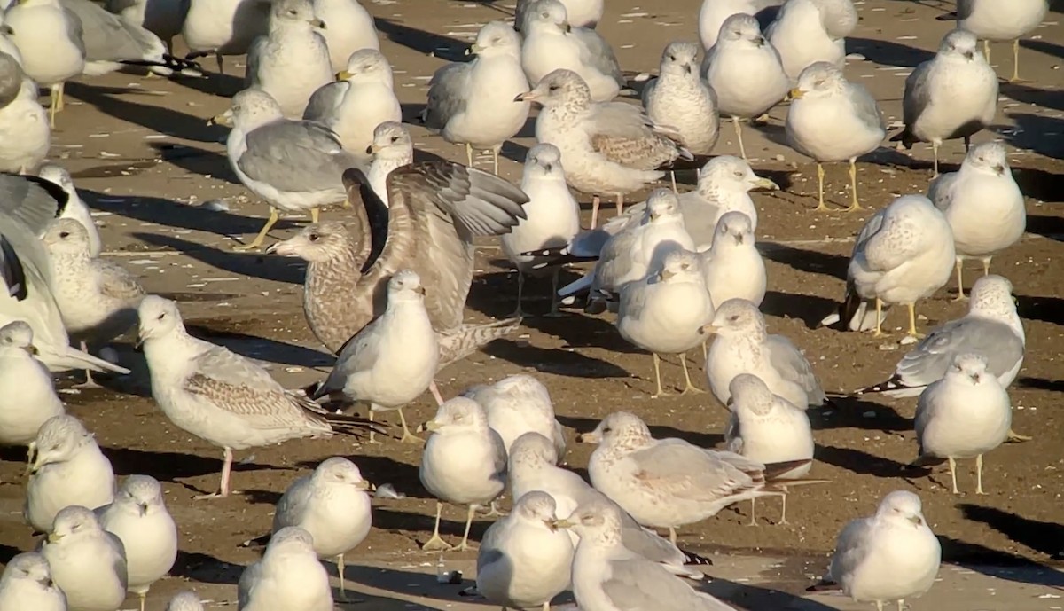 gull sp. - ML647026932