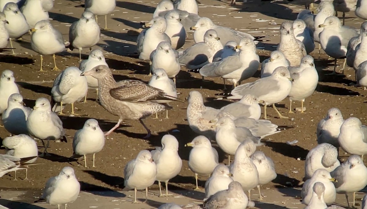 gull sp. - ML647026933