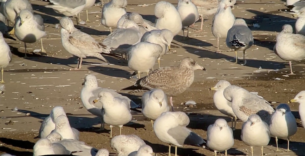 gull sp. - ML647026935