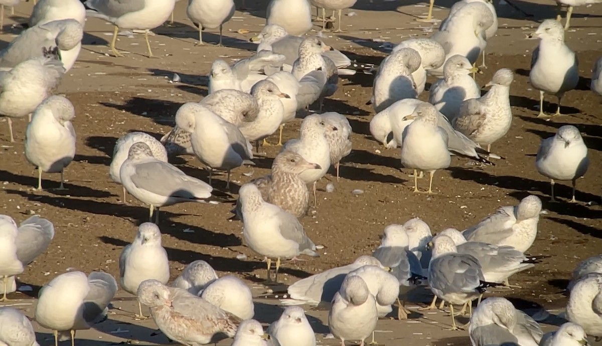 gull sp. - ML647026936