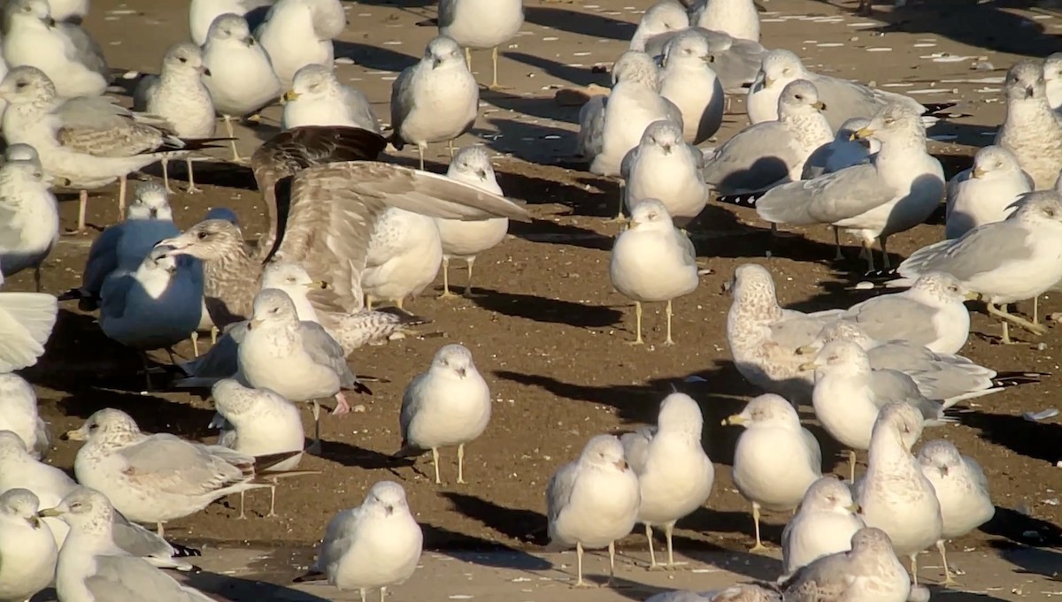 gull sp. - ML647026937