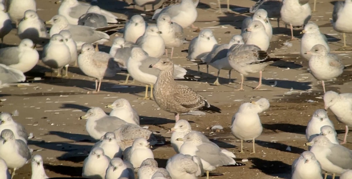 gull sp. - ML647026938