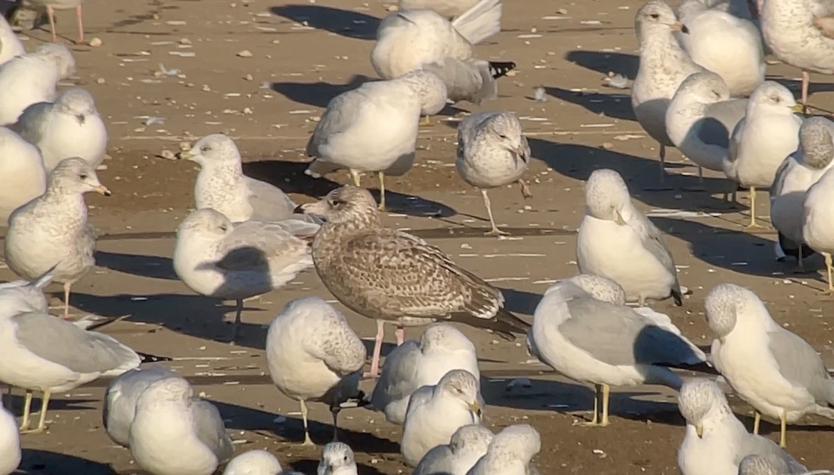 gull sp. - ML647026939