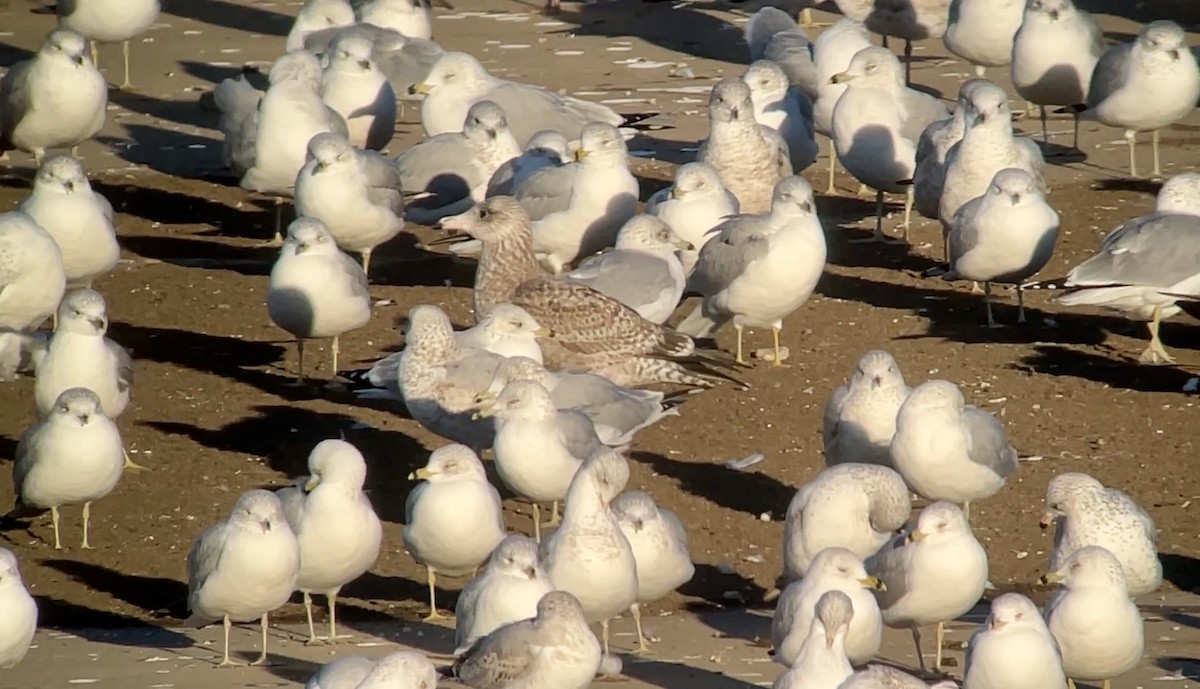 gull sp. - ML647026940