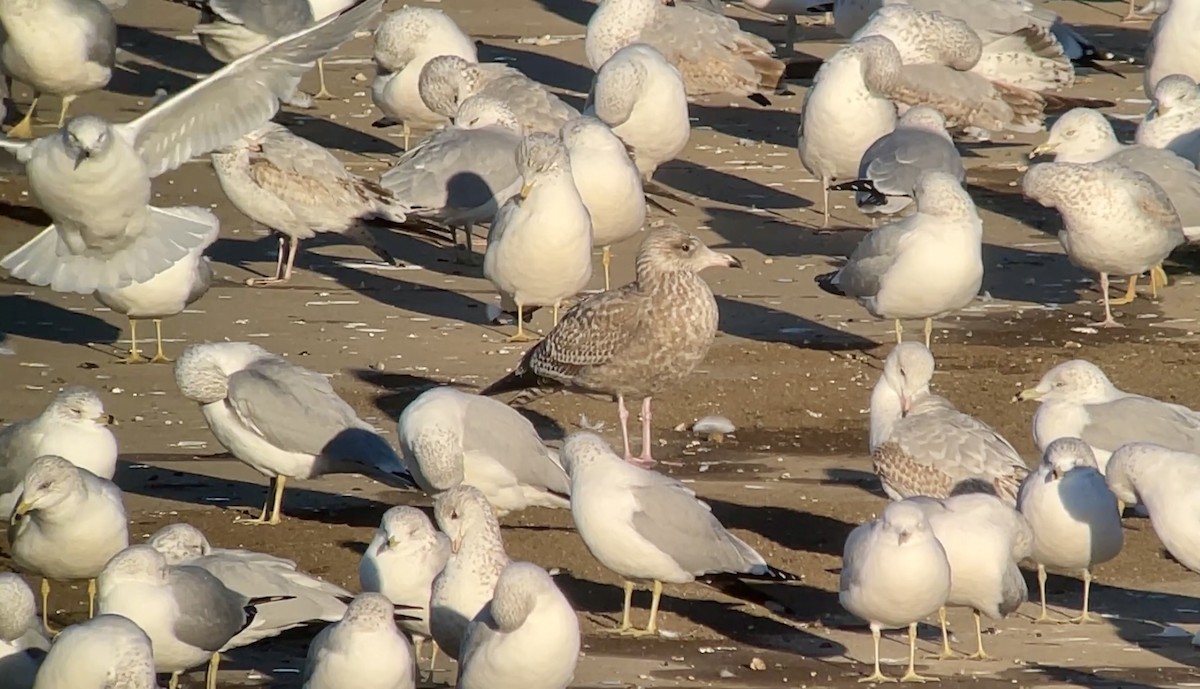 gull sp. - ML647026941