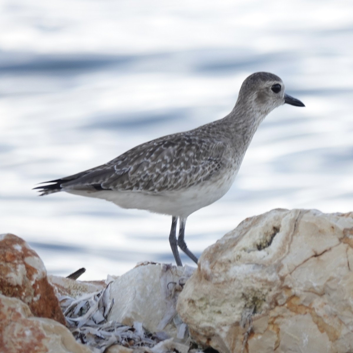 Black-bellied Plover - ML647026942