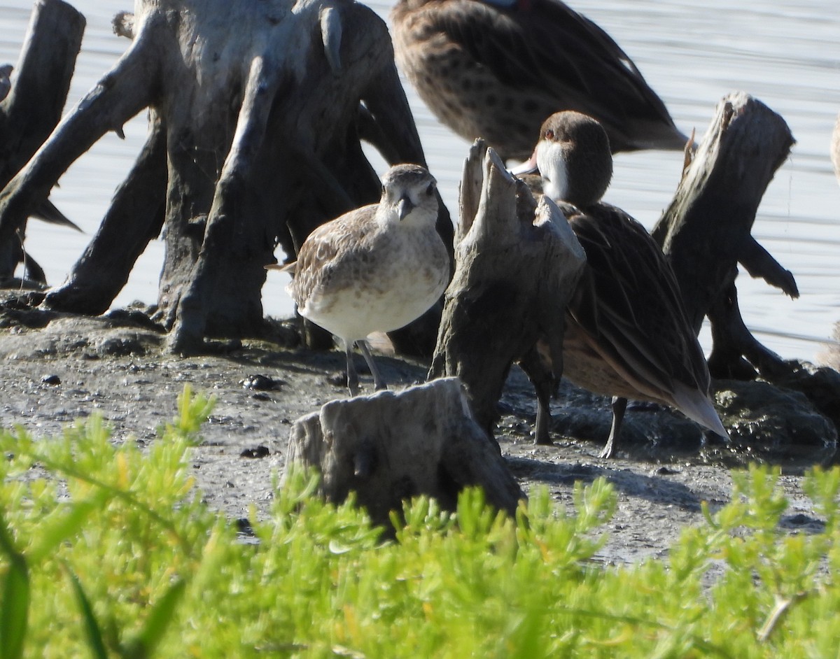 Pluvier argenté - ML647026944