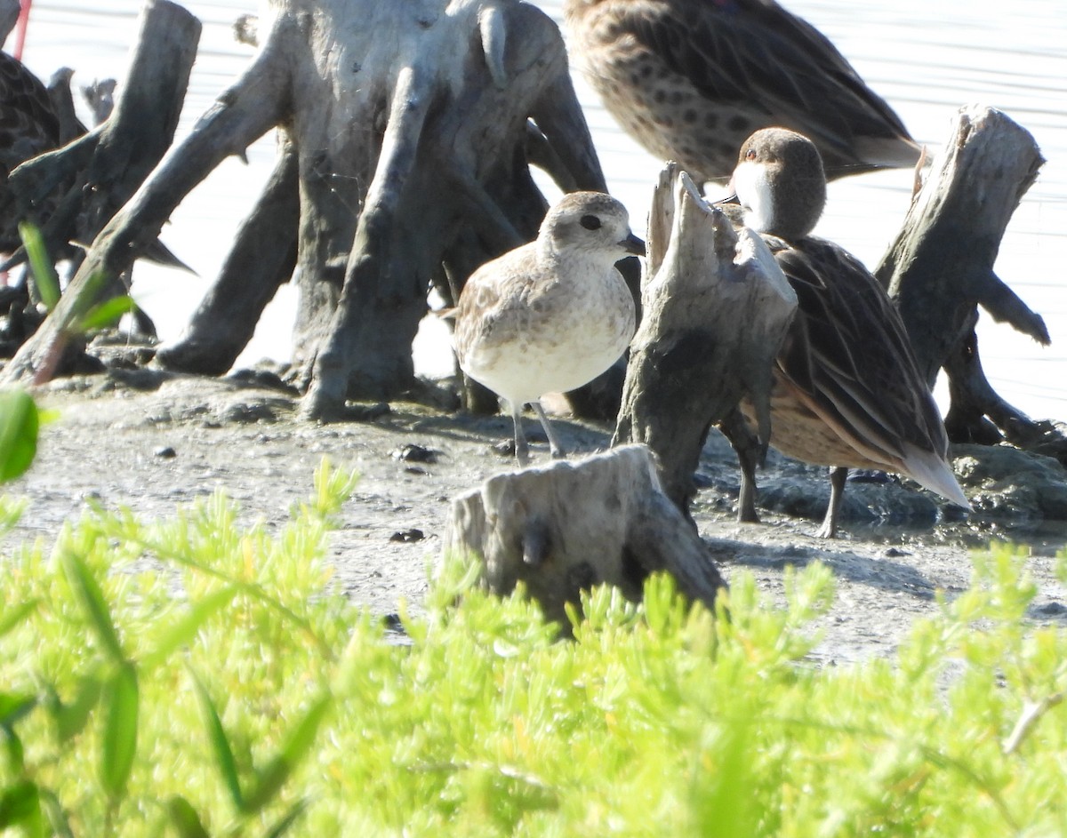 Pluvier argenté - ML647026945