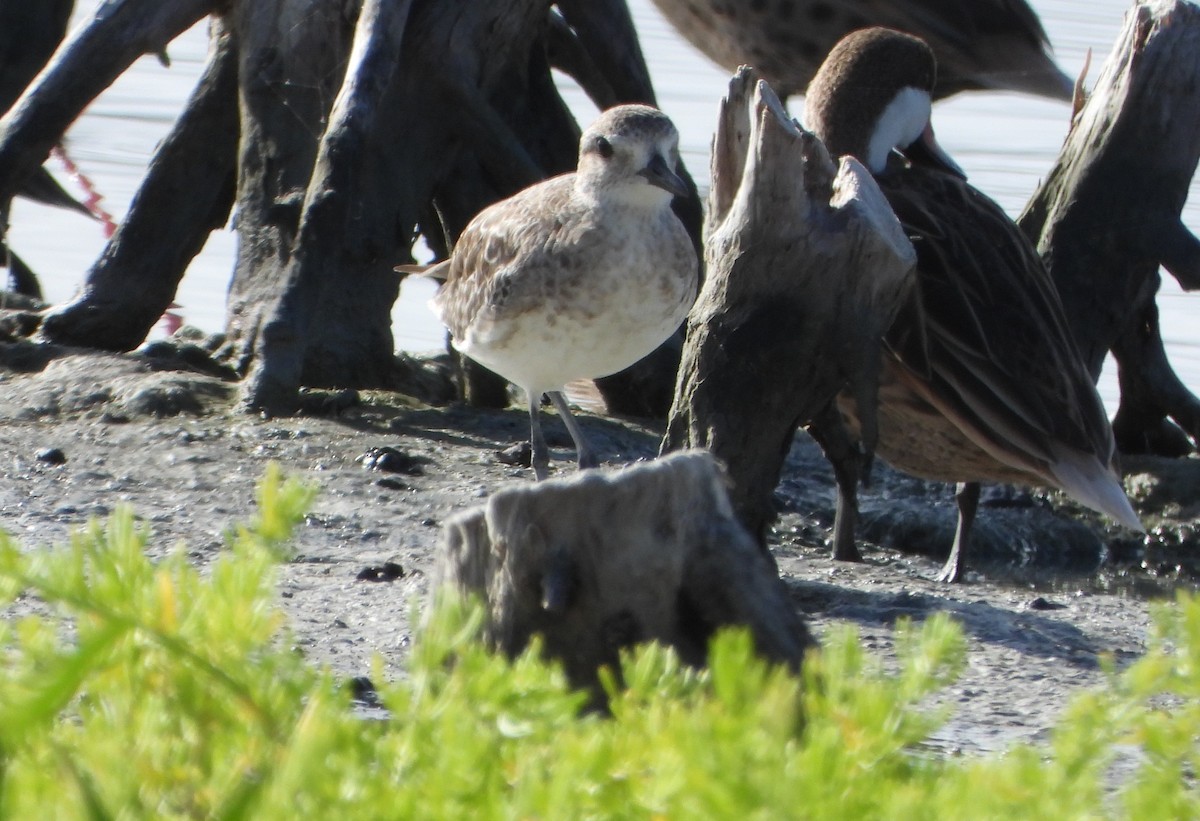 Pluvier argenté - ML647026946