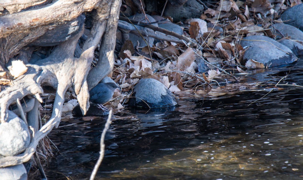 American Dipper - ML647026951