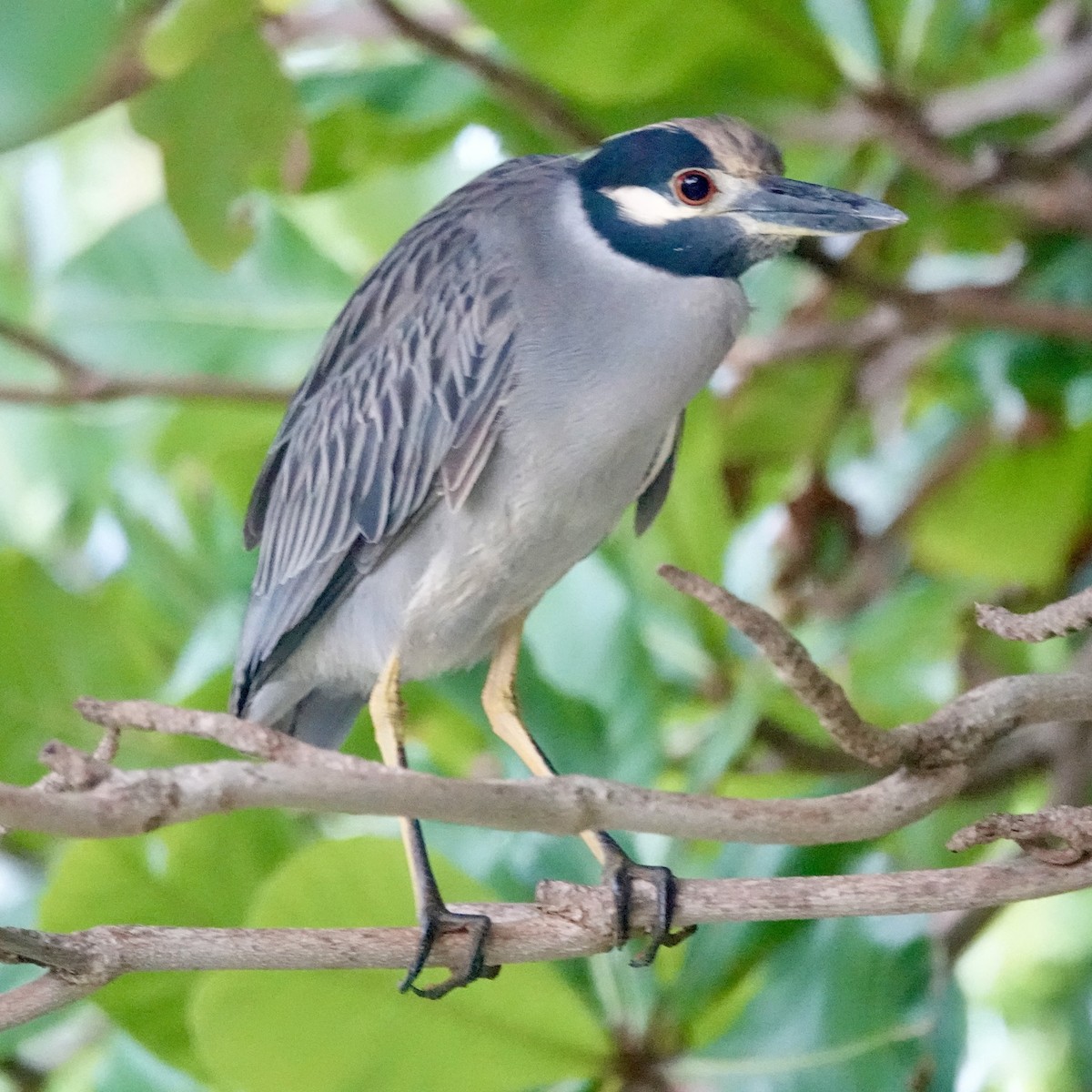 Yellow-crowned Night Heron - ML647026953