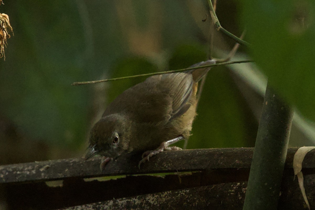 Abbott's Babbler - ML647026954