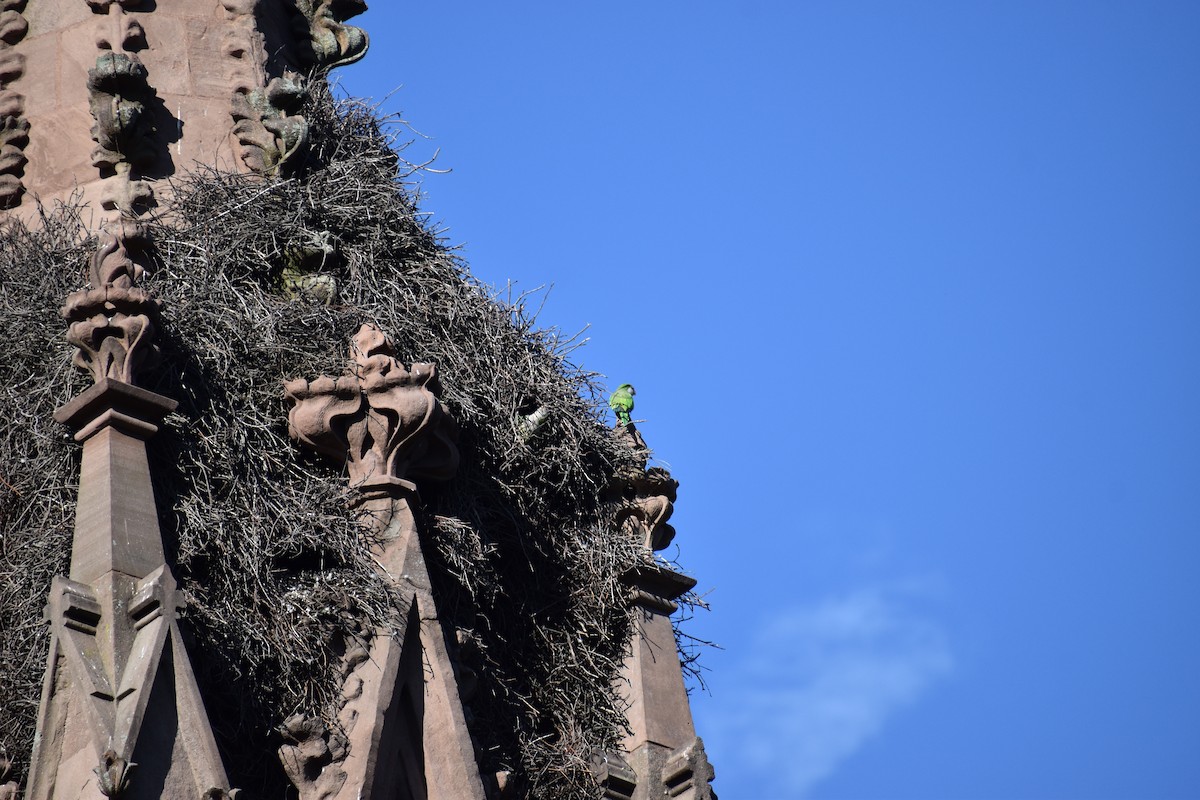 Калита сіроволий - ML647026955