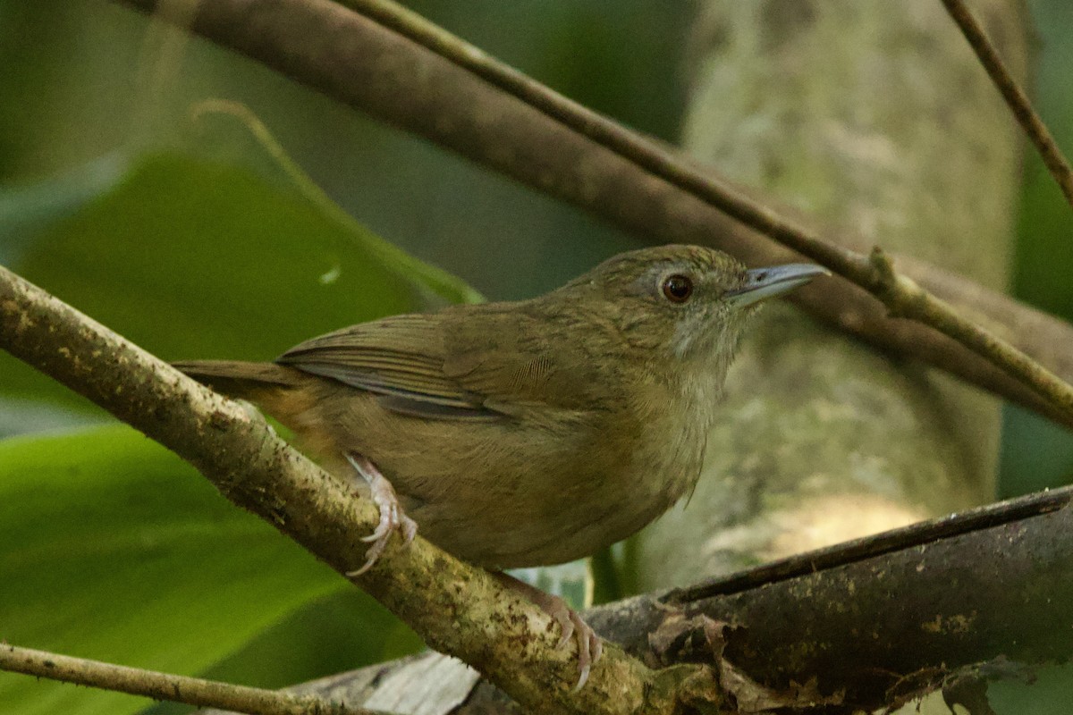 Abbott's Babbler - ML647026956