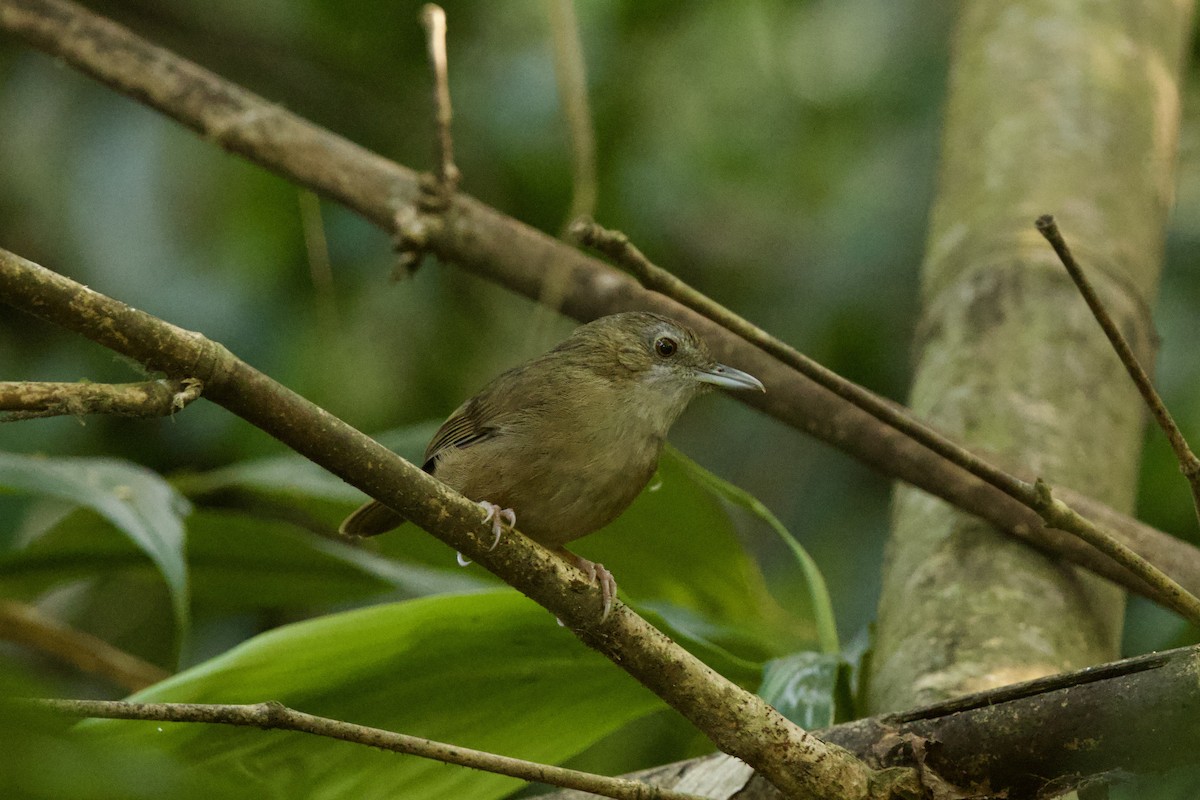 Abbott's Babbler - ML647026958