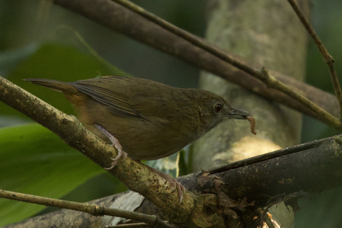 Abbott's Babbler - ML647026959