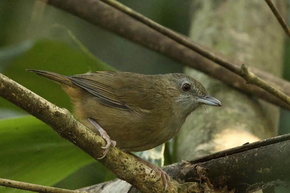 Abbott's Babbler - ML647026960