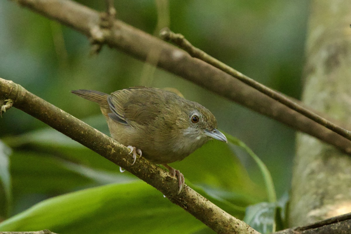 Abbott's Babbler - ML647026961