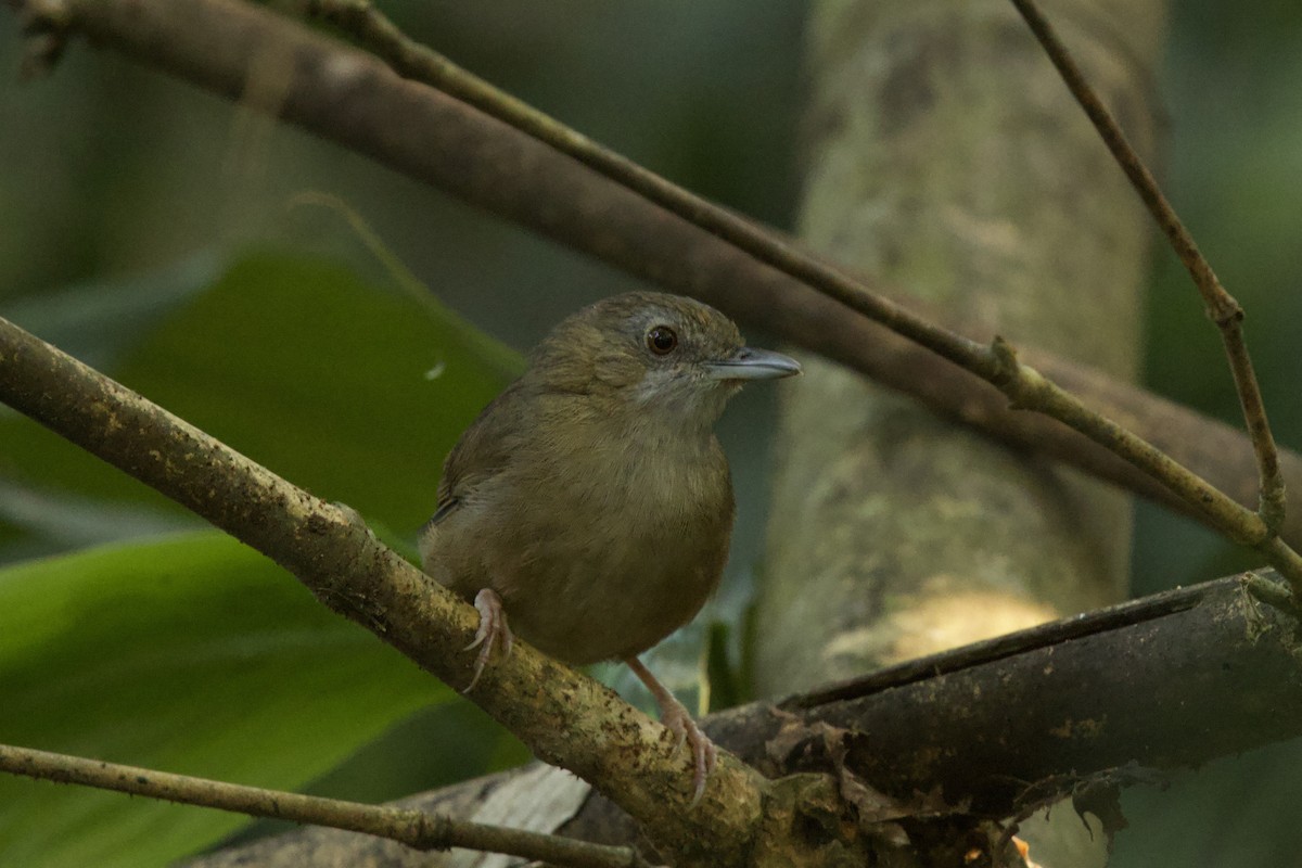 Abbott's Babbler - ML647026962