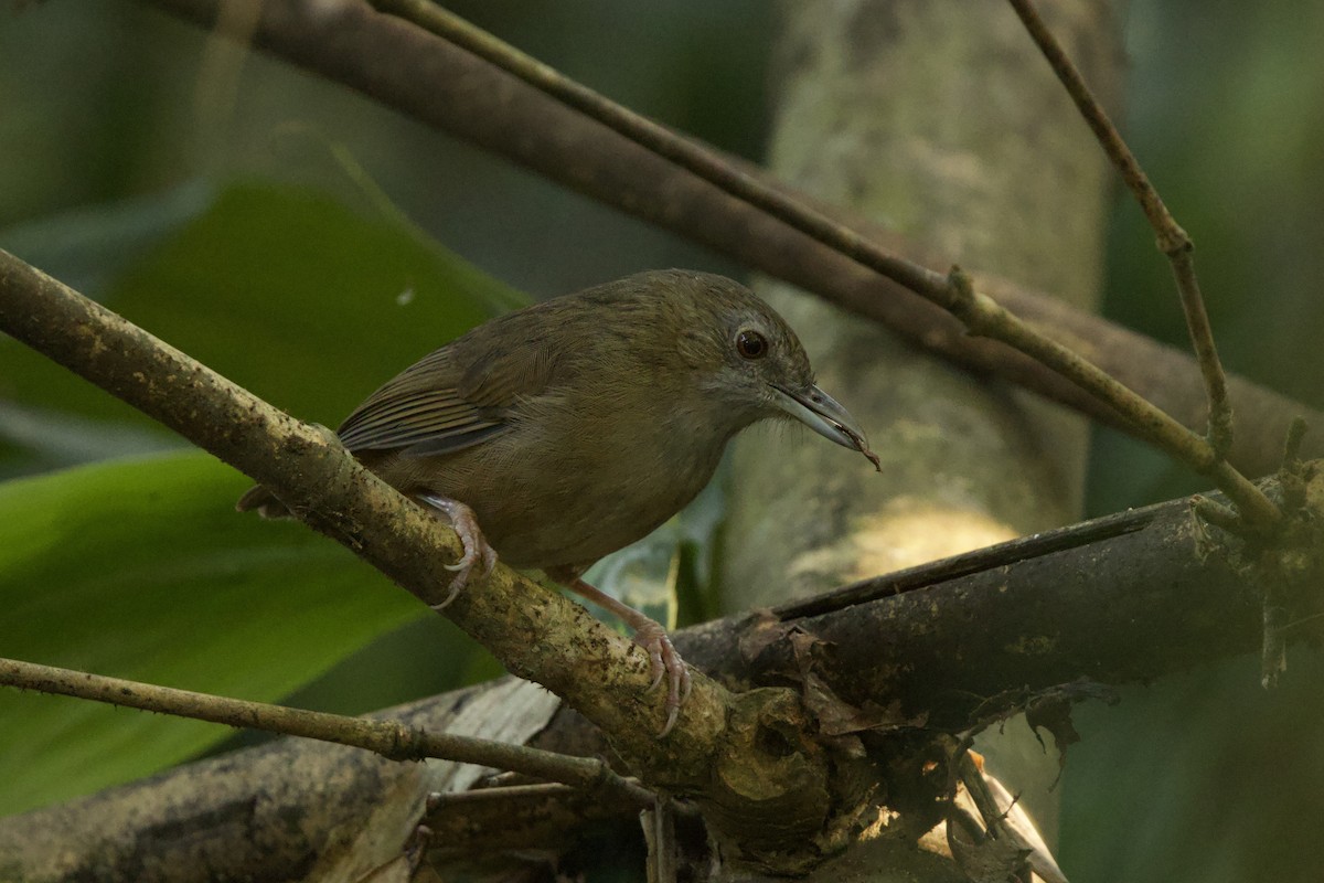 Abbott's Babbler - ML647026963