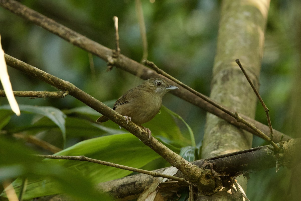 Abbott's Babbler - ML647026964