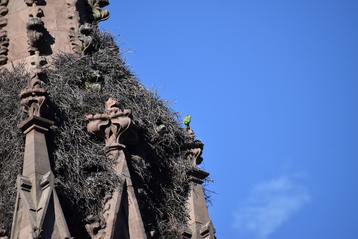 Калита сіроволий - ML647026965