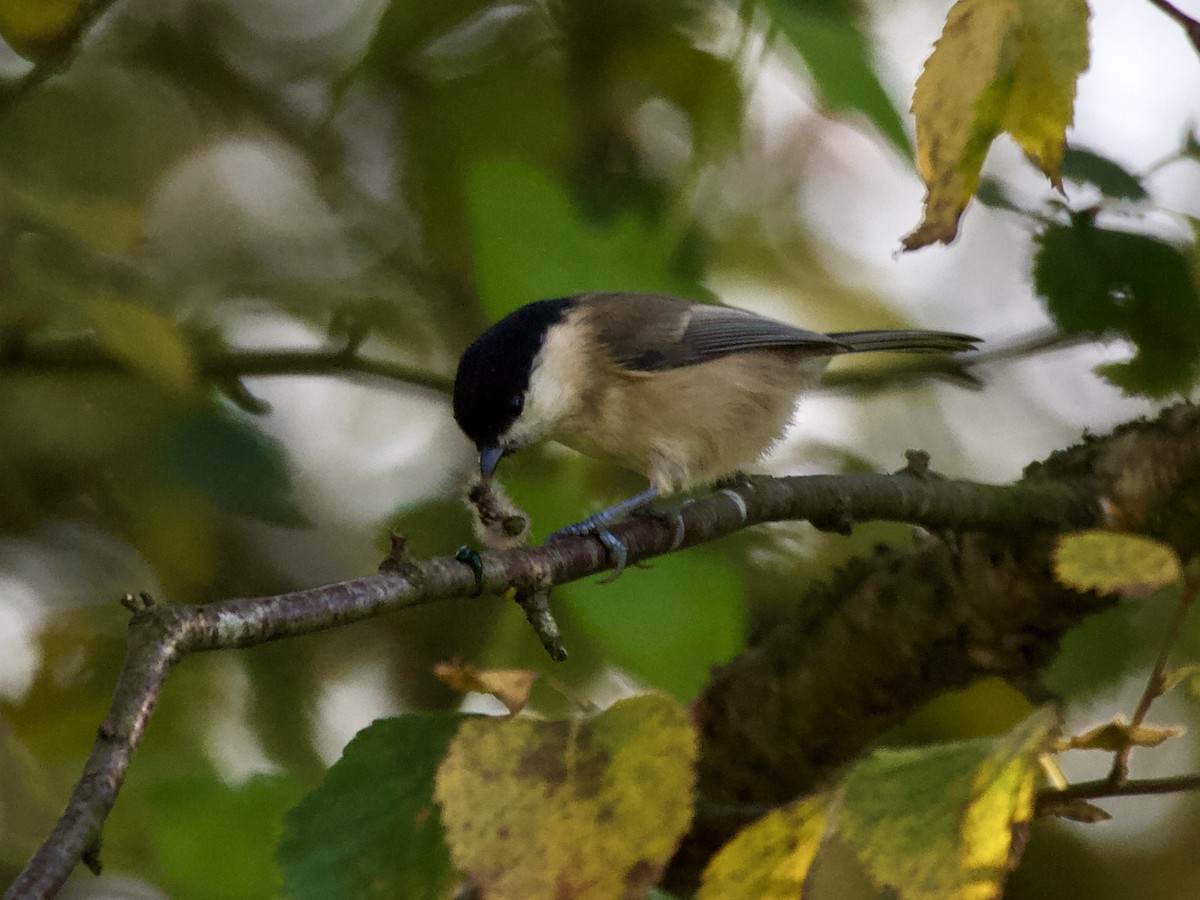 Mésange boréale - ML647026966