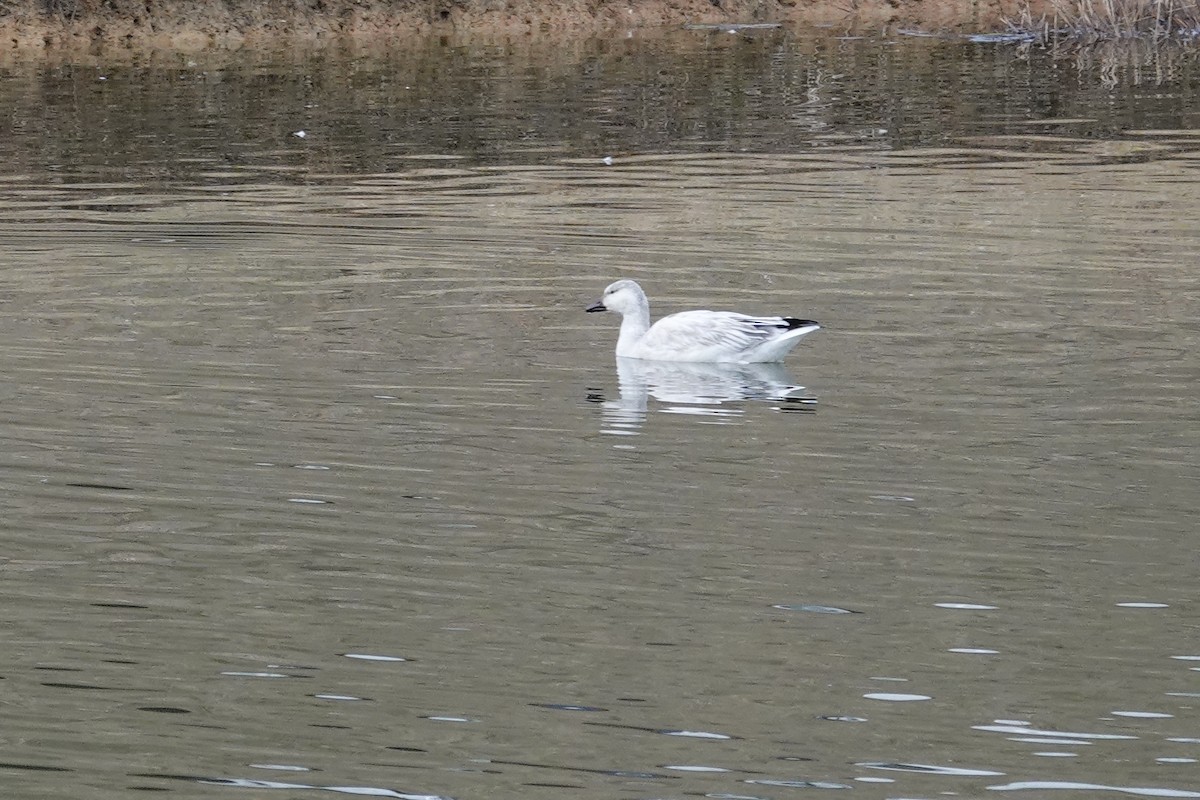 Snow Goose - ML647026967
