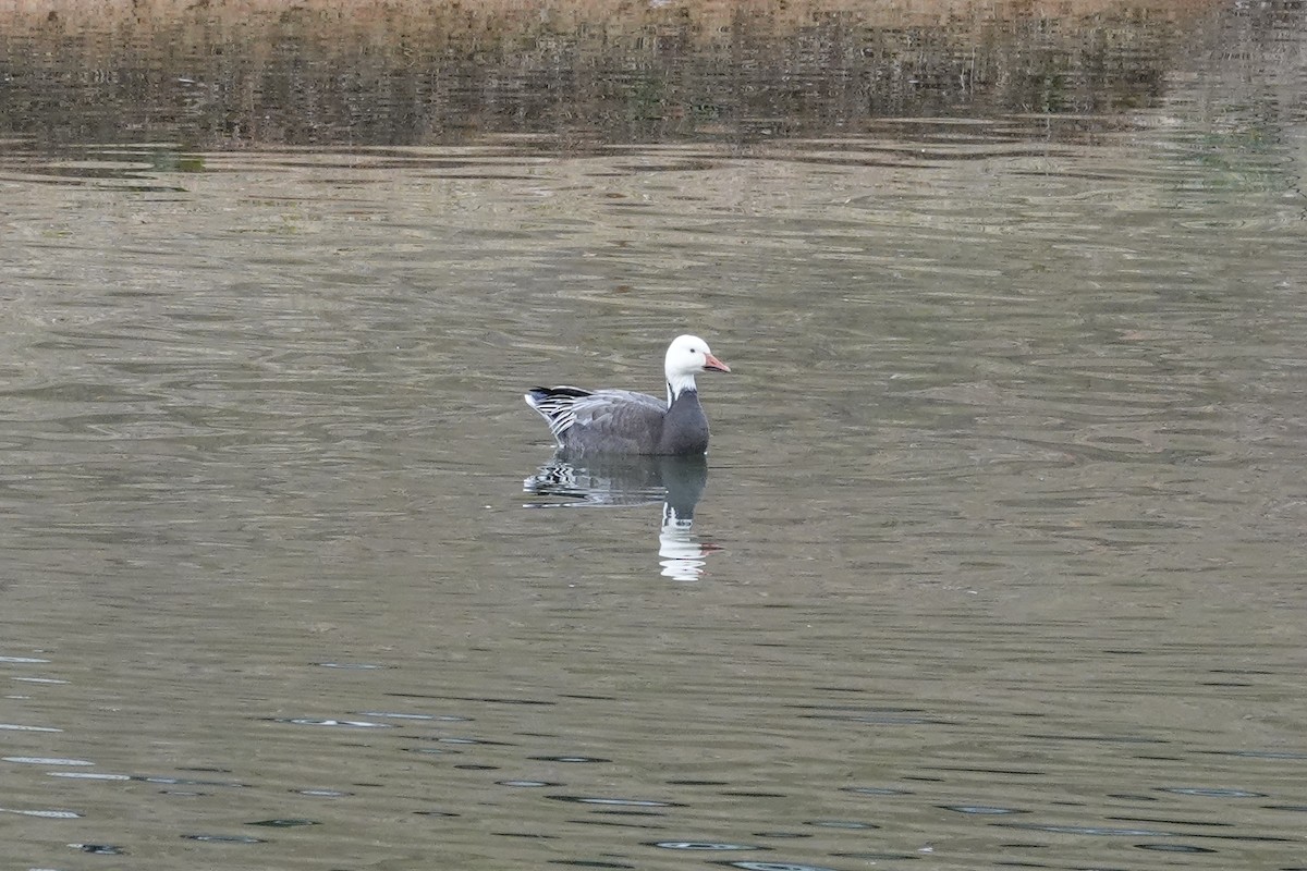 Snow Goose - ML647026969