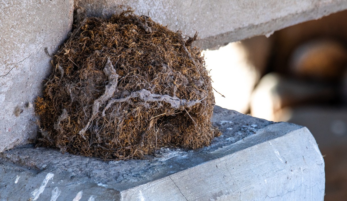 American Dipper - ML647026971