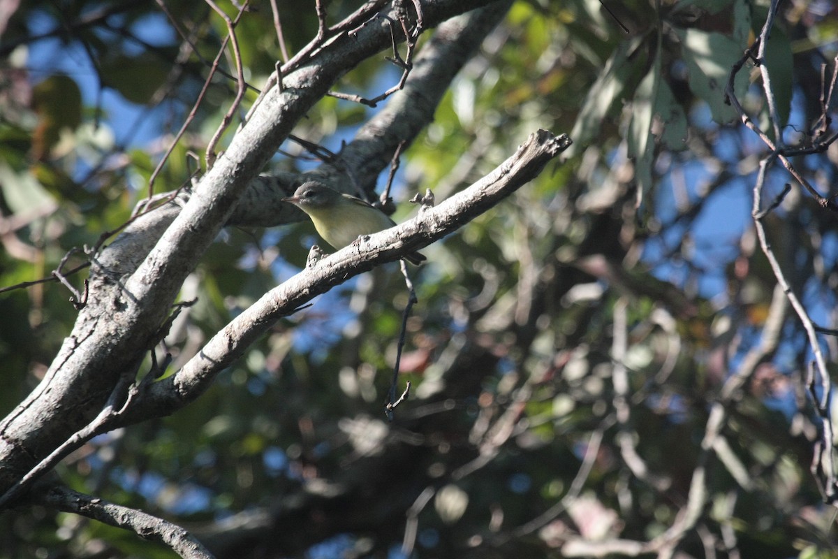 Philadelphia Vireo - ML647026973