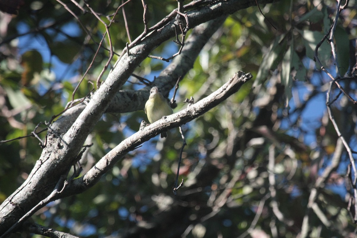 Philadelphia Vireo - ML647026974