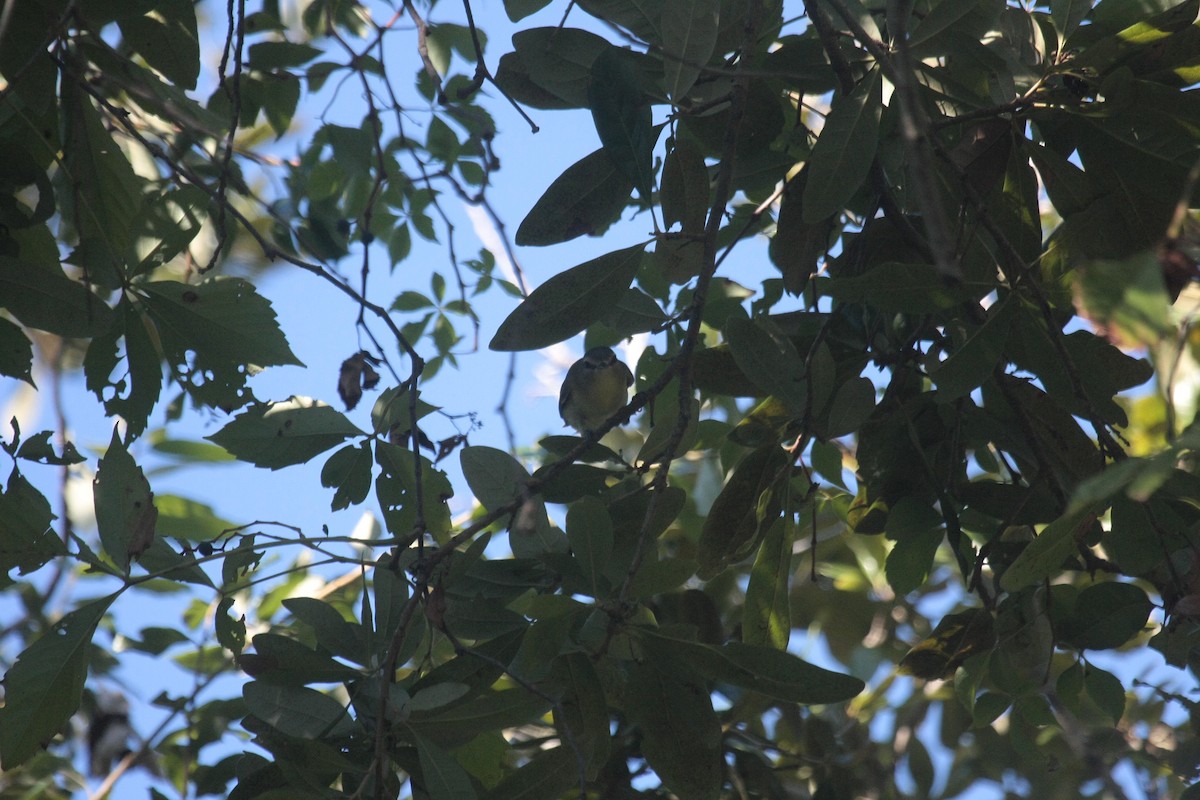 Philadelphia Vireo - ML647026975