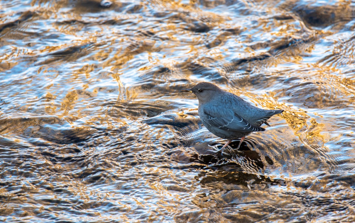 American Dipper - ML647026976