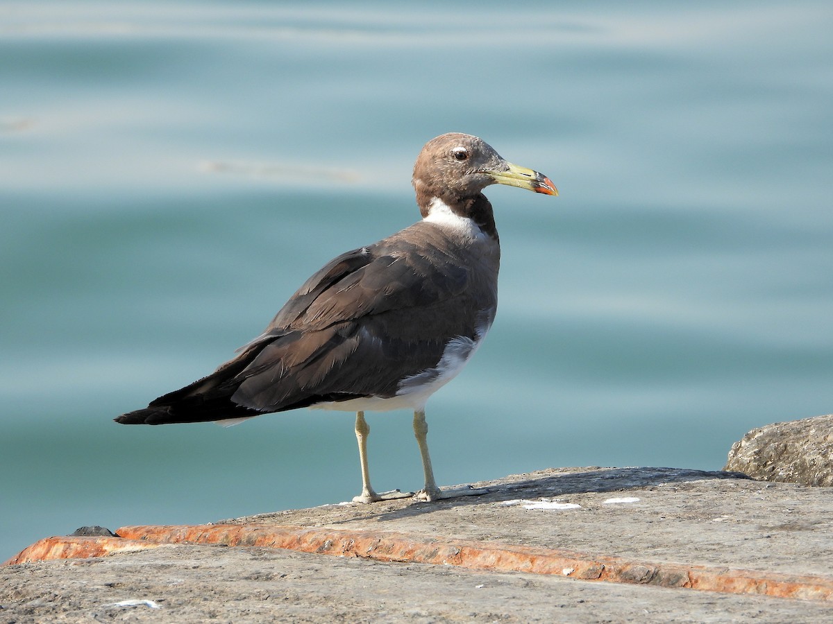 Sooty Gull - ML647026978