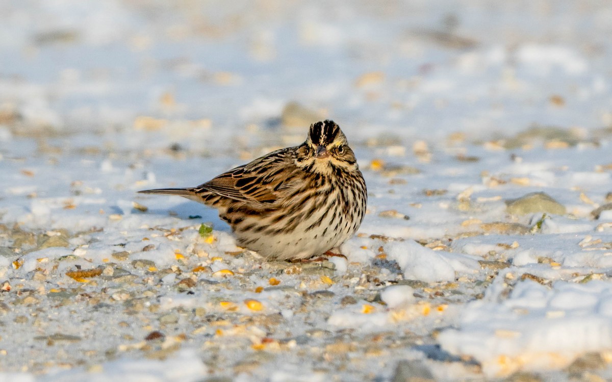 稀樹草鵐 - ML647026980