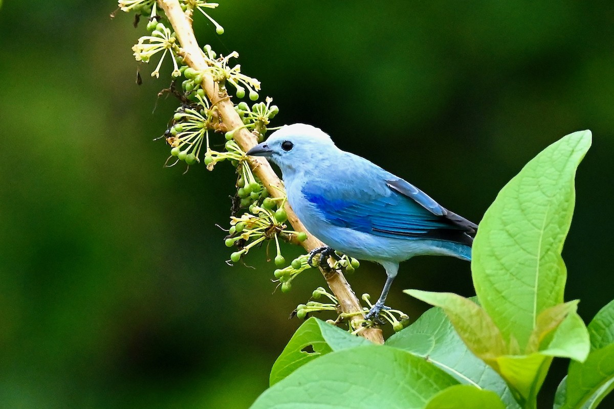 Blue-gray Tanager - ML647026981