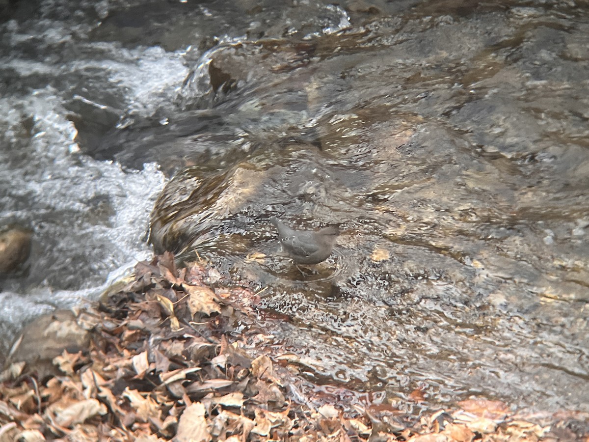American Dipper - ML647026982