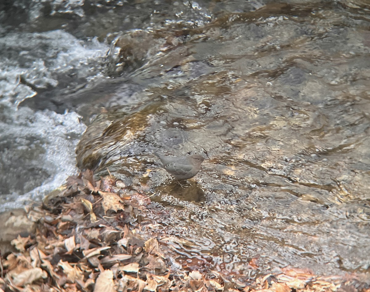 American Dipper - ML647026983