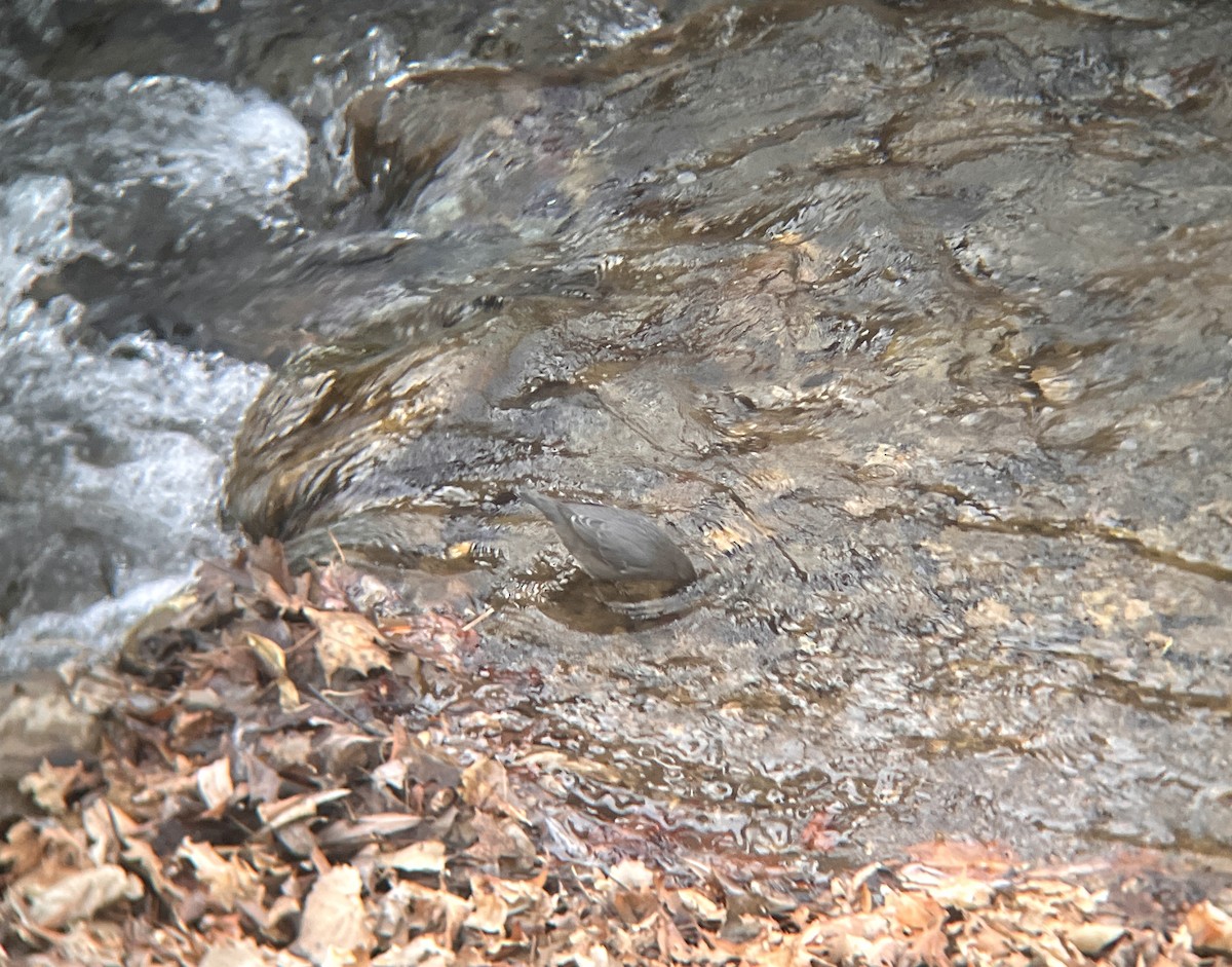 American Dipper - ML647026984