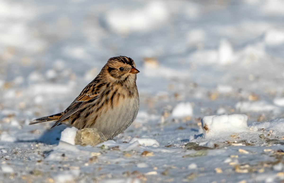 鐵爪鵐 - ML647026987