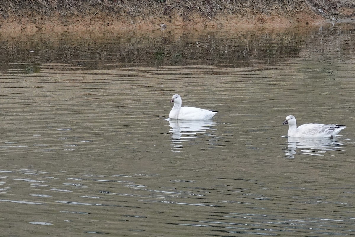 Snow Goose - ML647026988